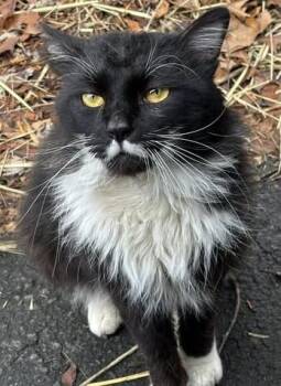 Domestic Long Hair and Maine Coon Cats Available for Adoption in Ocean City, New Jersey - Moustachio   | PetCurious