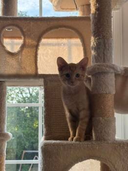 Liz, Garfield, Nermal & Arlene -  Domestic Short Hair Cat for Adoption in Leesburg, Virginia - Liz, Garfield, Nermal & Arlene | PetCurious