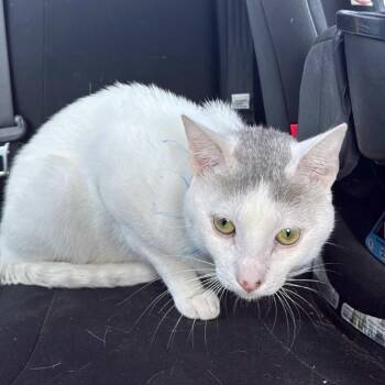 Bill Little -  Domestic Short Hair Cat for Adoption in Edinburg, Texas - Bill Little | PetCurious