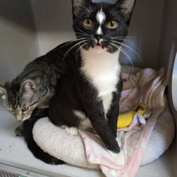 Sailor -  Domestic Short Hair Cat for Adoption in Des Moines, Iowa - Sailor | PetCurious