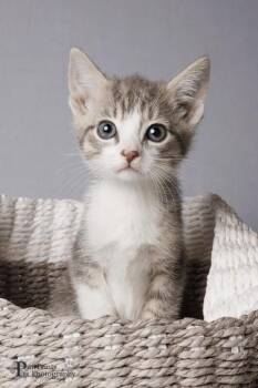 Picasso -  Domestic Short Hair Cat for Adoption in Maryville, Tennessee - Picasso | PetCurious