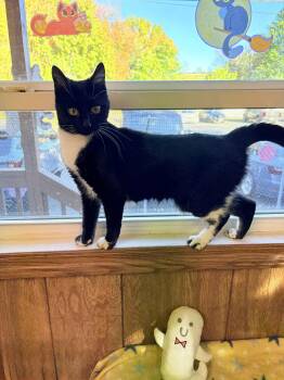 Rescue Tuxedo Cats for Adoption in Linden, New Jersey - Reese | PetCurious