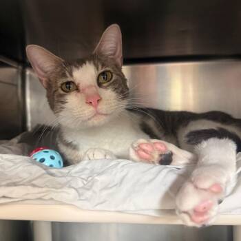 Ike -  Domestic Short Hair Cat for Adoption in Flagstaff, Arizona - Ike | PetCurious
