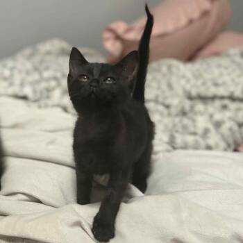 Rescue Domestic Short Hair Cats for Adoption in Brownsboro, Alabama - Leslie | PetCurious