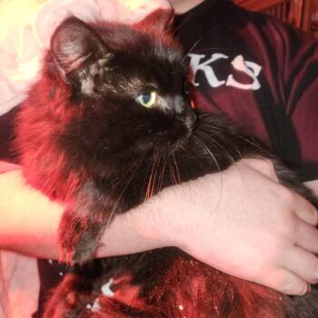 Domestic Long Hair Cats Available for Adoption - Colton | PetCurious