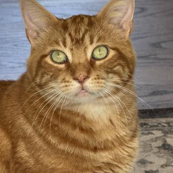 Rescue Domestic Short Hair Cats for Adoption in Mineral Point, Wisconsin - Morris | PetCurious