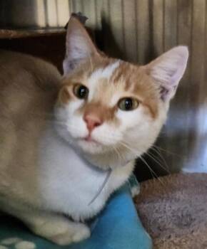 TOD -  Domestic Short Hair Cat for Adoption in Houston, Texas - TOD | PetCurious