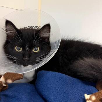 Pippa -  Domestic Medium Hair and Domestic Short Hair Cat for Adoption in Woodinville, Washington - Pippa | PetCurious