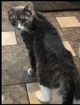 Domestic Short Hair Cats Available for Adoption in Lafayette, Colorado - Christine | PetCurious