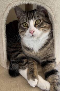 Tabby and Domestic Short Hair Cats Available for Adoption - Hobart - CCC | PetCurious