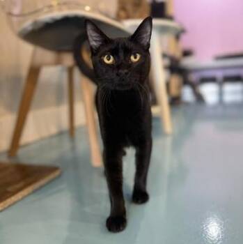 Rescue Bombay Cats for Adoption in Liverpool, Texas - Montra | PetCurious