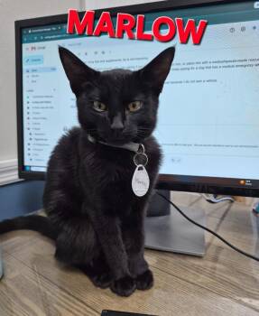 Marlow -  Domestic Short Hair Cat for Adoption in Rome, Georgia - Marlow | PetCurious
