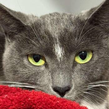 Domestic Short Hair Cats Available for Adoption in Chilliwack, British Columbia - Rigatoni | PetCurious