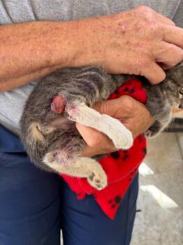 Franny -  Domestic Short Hair Cat for Adoption in Lockhart, Texas - Franny | PetCurious