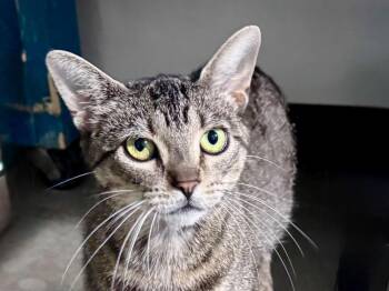 Tetra -  Domestic Short Hair and Tabby Cat Available for Adoption in Powell, Ohio - Tetra | PetCurious