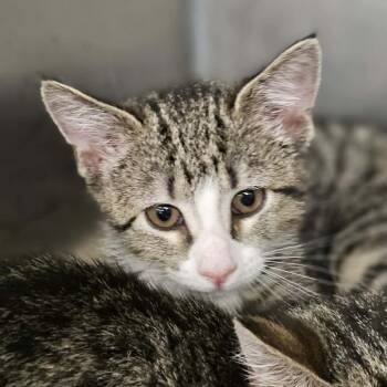 Evelyn -  Domestic Short Hair Cat for Adoption in Martinsville, Virginia - Evelyn | PetCurious