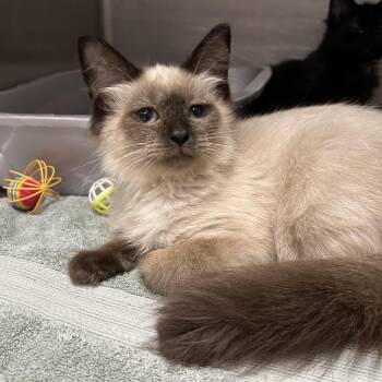 Queso -  Siamese Cat for Adoption in La Grange Park, Illinois - Queso | PetCurious