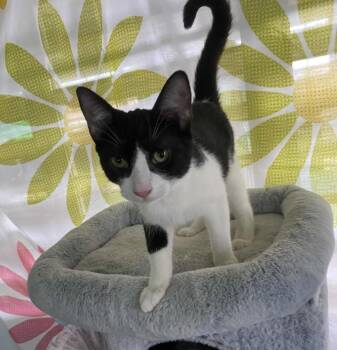 Rescue Domestic Short Hair Cats for Adoption in New Bedford, Massachusetts - Norman | PetCurious