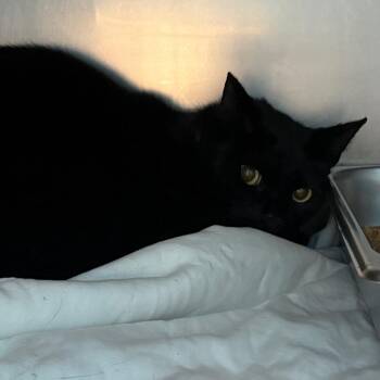 Clover -  Domestic Short Hair Cat for Adoption in Troy, Virginia - Clover | PetCurious