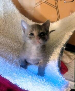 Mighty Mouse -  Domestic Short Hair Cat for Adoption in Chalfont, Pennsylvania - Mighty Mouse | PetCurious