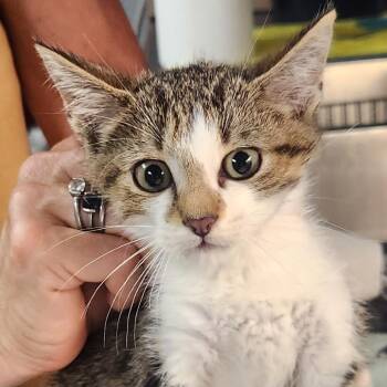 Leo -  Domestic Short Hair Cat for Adoption in Brighton, Missouri - Leo | PetCurious