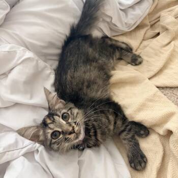 Price Check -  Domestic Medium Hair Cat for Adoption in Roswell, Georgia - Price Check | PetCurious