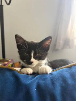Rolo -  Domestic Short Hair Cat for Adoption in Fairfax, Virginia - Rolo | PetCurious
