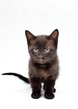 Domestic Medium Hair and Domestic Short Hair Cats Available for Adoption in Morton Grove, Illinois - Mac | PetCurious