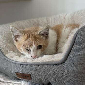 Greg -  Domestic Short Hair Cat for Adoption in Oakland, California - Greg | PetCurious