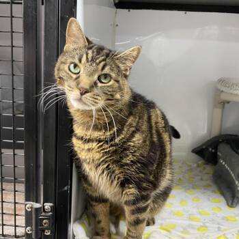 Spicy -  Domestic Short Hair Cat for Adoption in Puslinch, Ontario - Spicy | PetCurious