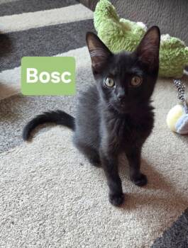 Bosc -  Domestic Short Hair Cat for Adoption in Manhattan, Kansas - Bosc | PetCurious