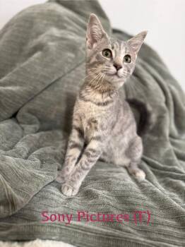 Rescue Domestic Short Hair and Dilute Tortoiseshell Cats for Adoption in Clarksville, Tennessee - Sony Pictures | PetCurious