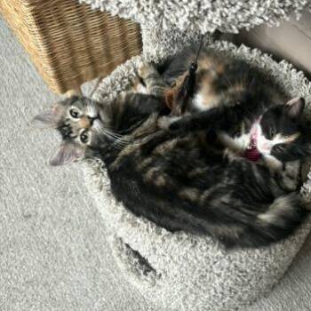 Gertie -  American Shorthair Cat for Adoption in New York, New York - Gertie | PetCurious