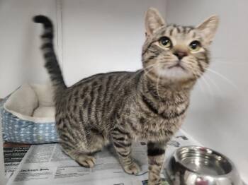 Domestic Short Hair and Tabby Cats Available for Adoption - BRODY | PetCurious