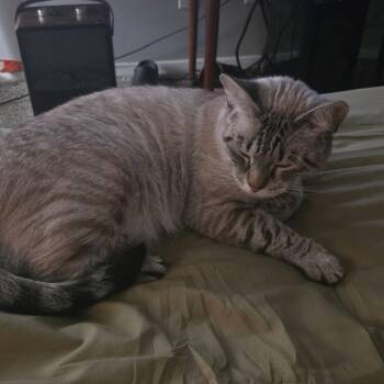 Debbie -  Siamese Cat for Adoption in Mount Vernon, Arkansas - Debbie | PetCurious