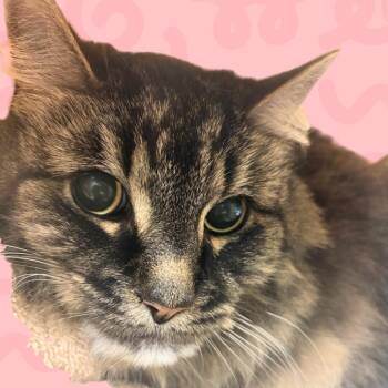 Gia -  Domestic Medium Hair Cat for Adoption in Reno, Nevada - Gia | PetCurious