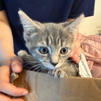 Slushie -  Domestic Short Hair Cat for Adoption in Newark, New Jersey - Slushie | PetCurious