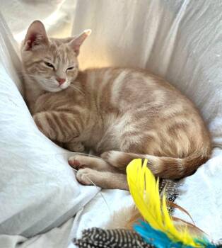 Domestic Short Hair Cats Available for Adoption in Wayne, New Jersey - Charlie | PetCurious