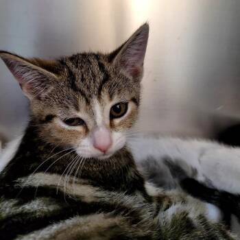 Domestic Short Hair Cats Available for Adoption in Belfair, Washington - May | PetCurious