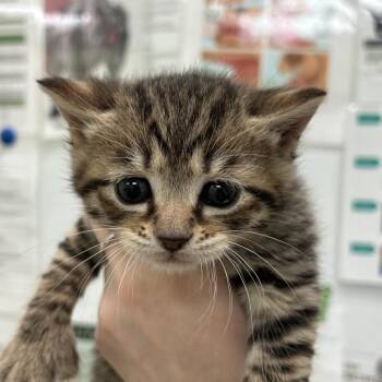 Domestic Short Hair Cats Available for Adoption - Alan | PetCurious