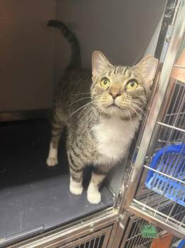 Banjo -  Domestic Short Hair Cat for Adoption in West Mifflin, Pennsylvania - Banjo | PetCurious