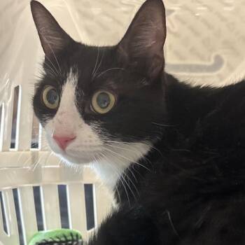 Anabella -  Domestic Short Hair Cat for Adoption in Allentown, Pennsylvania - Anabella | PetCurious
