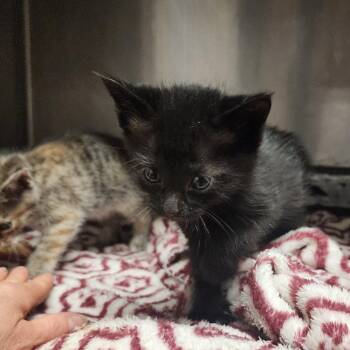 Domestic Short Hair Cats Available for Adoption in Evensville, Tennessee - Nemo | PetCurious