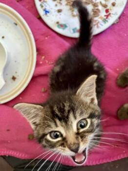 Michelle (The Mamas and the Paps Litter) -  Domestic Medium Hair and Tabby Cat for Adoption in Baltimore, Maryland - Michelle (The Mamas And The Paps Litter) | PetCurious