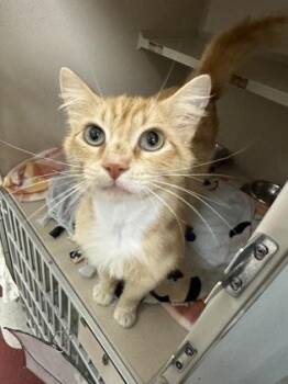 Domestic Short Hair Cats Available for Adoption in Sacramento, California - Italian Disco  | PetCurious
