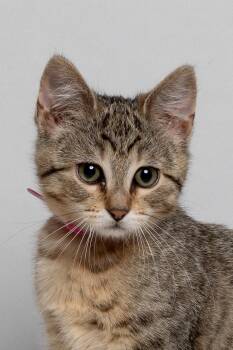 Domestic Short Hair Cats Available for Adoption in Farmington, Minnesota - Sega | PetCurious