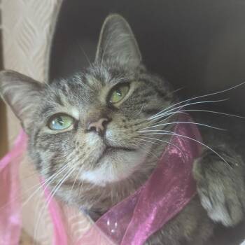 Domestic Short Hair Cats Available for Adoption - Lenny | PetCurious
