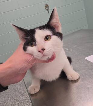 Peppercorn -  Domestic Short Hair Cat for Adoption in Athens, Tennessee - Peppercorn | PetCurious