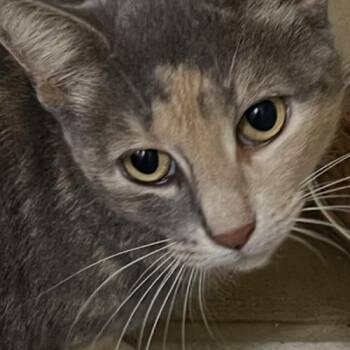 iliana -  Domestic Short Hair Cat for Adoption in Tampa, Florida - Iliana | PetCurious