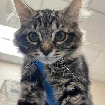 Domestic Medium Hair Cats Available for Adoption in Las Vegas, Nevada - JAMIE | PetCurious
